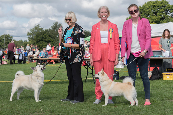Lisa Strong with Norwegian Buhund winners