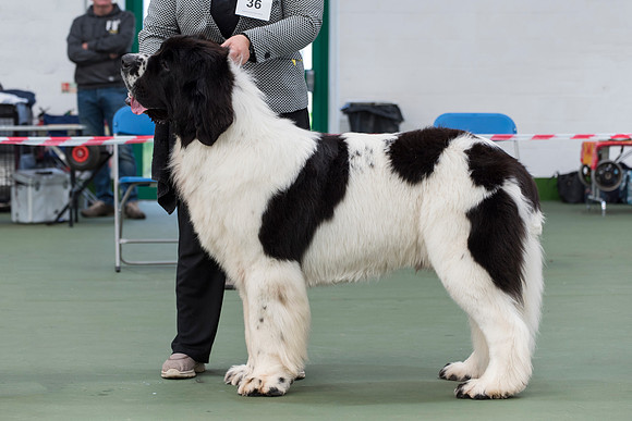 Sheridel Teirnon at Squestpaws