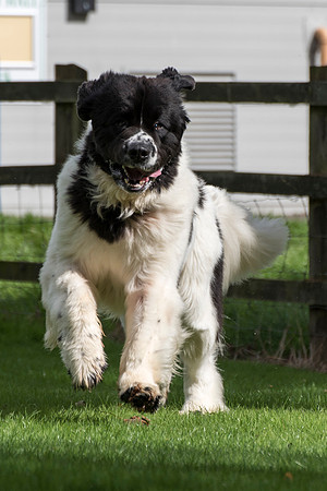 Sheridel Teirnon at Squestpaws