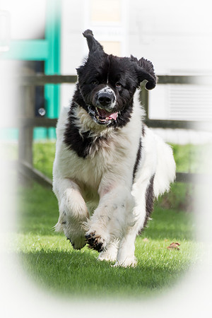 Sheridel Teirnon at Squestpaws