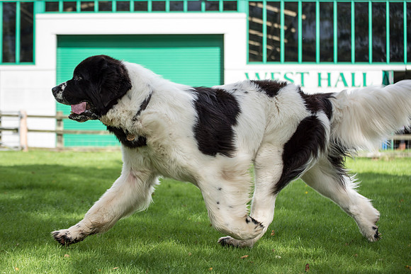 Sheridel Teirnon at Squestpaws