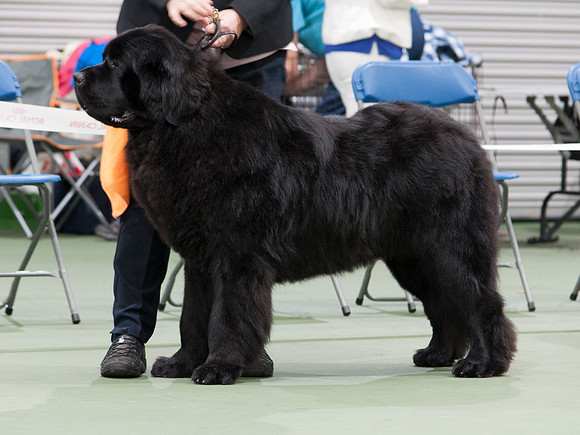 Parkbears First Edition