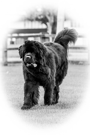 Parkbears First Edition