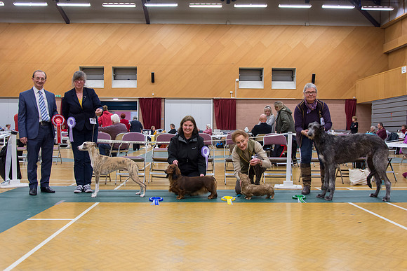 Hound Group Puppy winners