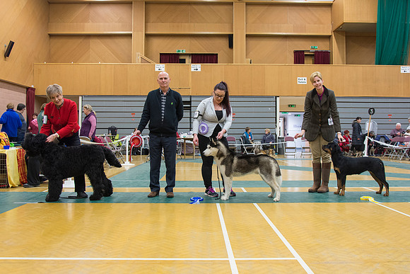 Working Group Puppy winners