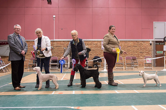 Terrier Group Puppy winners