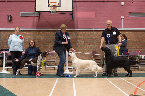 Gundog Group winners