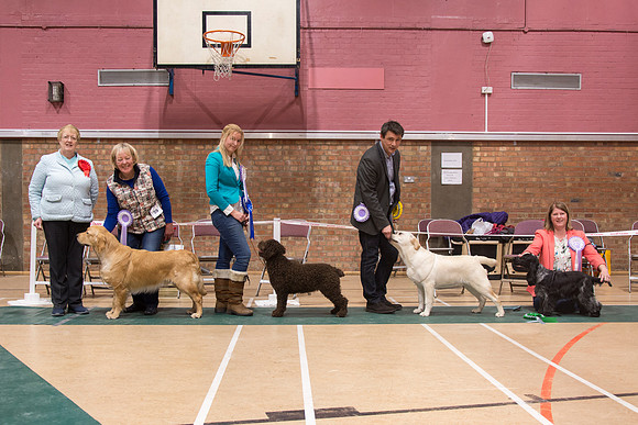 Gundog Group Puppy winners