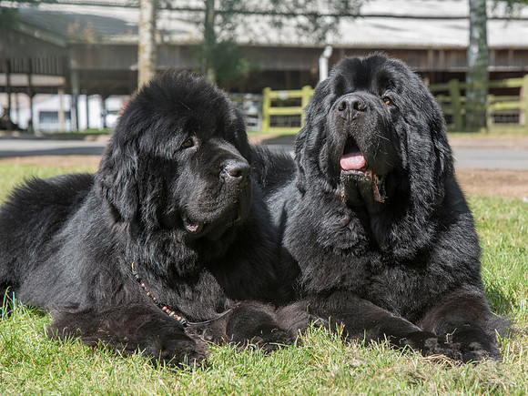 Bentley & Stevie