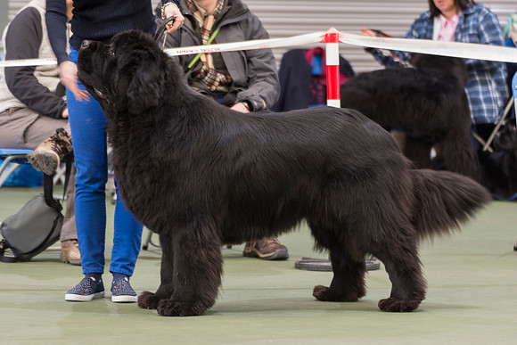 Royal Look Moon Bear at Larkharbour