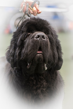 Royal Look Moon Bear at Larkharbour