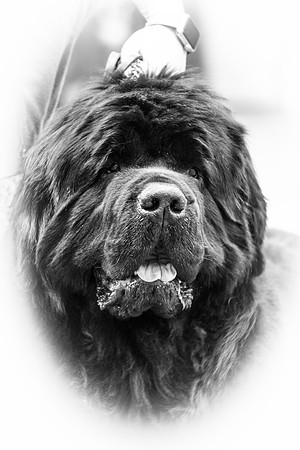 Sakaribear Solent Tide, ShCM