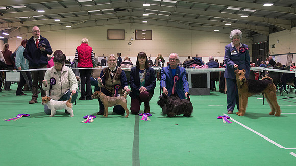 Puppy Terrier Group