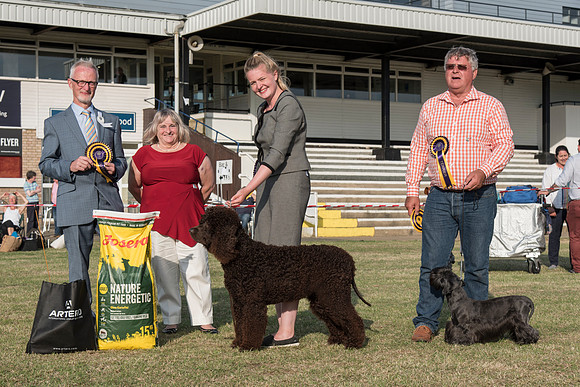 Best in Show and Reserve Best in Show