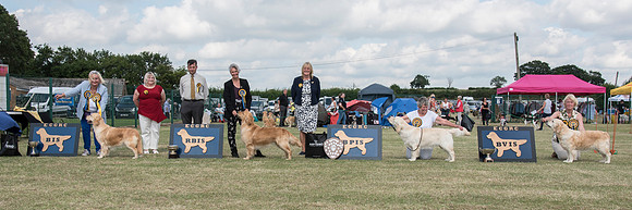 Best In Show winners line-up