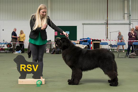 Thickish Newfoundland Magic Of Oz for Trinashores