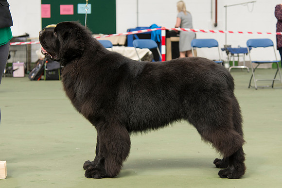 Thickish Newfoundland Magic Of Oz for Trinashores