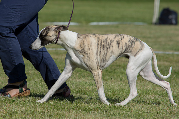 Aarminias Princess Of China at Bowdonia