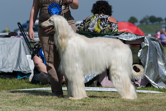 Khamis Snow Lepard with Moonshadow
