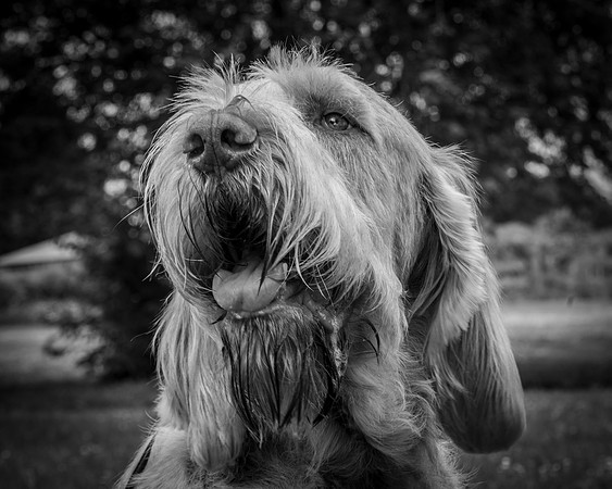 Goldfly Tartan Graffiti