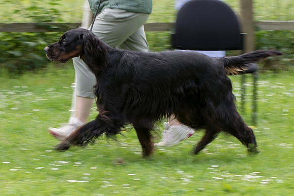 Roydack Blazin A Trail