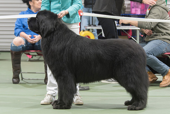 Zentaur Der Kapitan Wisperedomen, JW ShCM