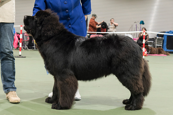 James Bear Of Geletsland