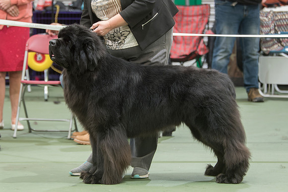 Legend I Am Canadian Beardog for Lindgreave
