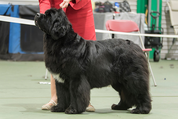 Barracechi Limited Edition