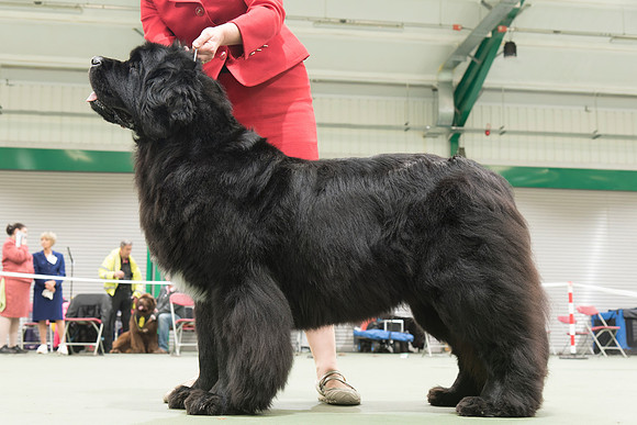Barracechi Limited Edition