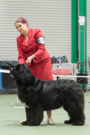 Barracechi Limited Edition