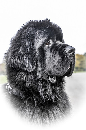 Morrelham Black Velvet
