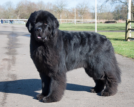 Sandbears Harvey standing