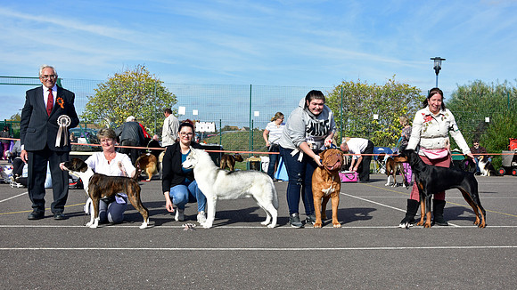 Working Group Puppy winners