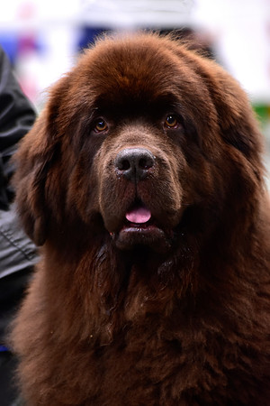 Vodahond Delta Lady