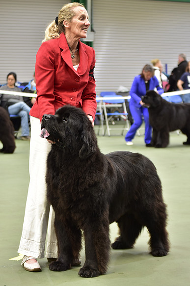 Bearhugs Courage, ShCM