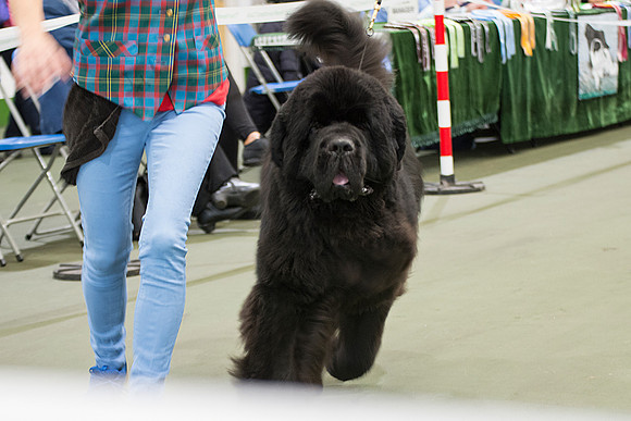 Royal Look Moon Bear at Larkharbour