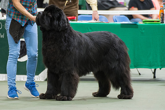 Royal Look Moon Bear at Larkharbour