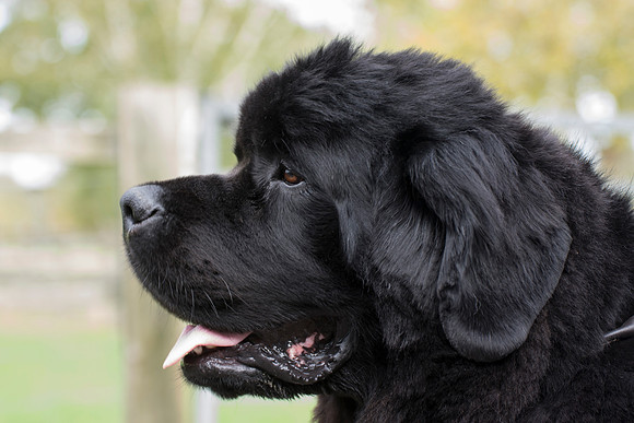 Larkharbour Black Raven