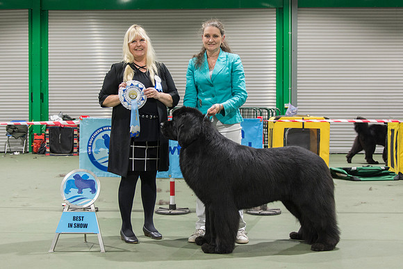 Best In Show - Zentaur Der Kapitan Wisperedomen, JW ShCM