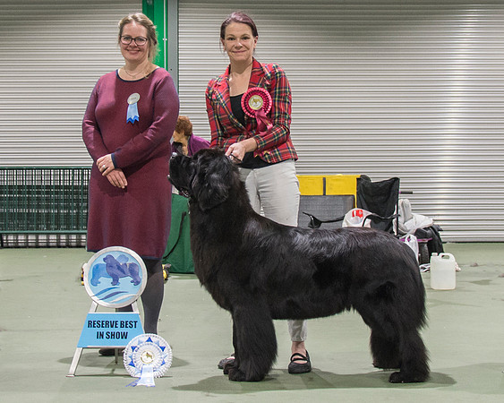 Reserve Best In Show - New Angels Pretty In Pink, JW ShCM