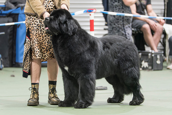 Newfangled Roodimental at Torbenpaws