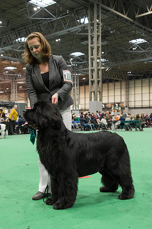 Int. Ch., Lux. Ch., Belg. Ch., Ch. New Angels Million Dollar Baby, JW ShCM