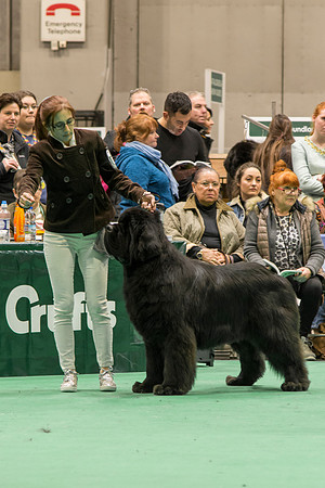 Royal Look Moon Bear at Larkharbour