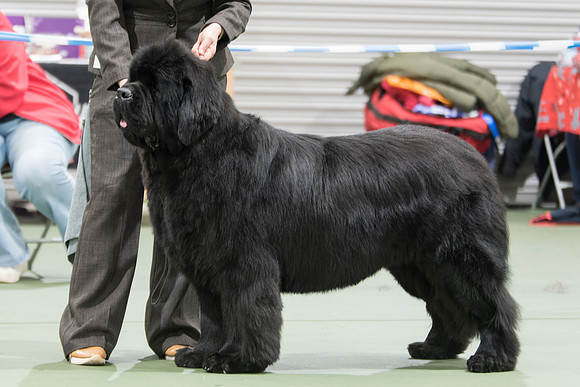 Kenamu Just The Ticket for Valleybears
