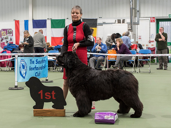Acara Miss Brassibear of Shinglebay, ShCM