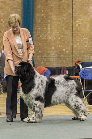 Tartandug Ruffpup of Kaijasholme, ShCM