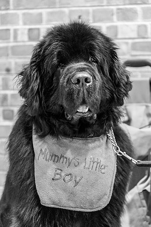 Dawstenbears Mr Gingles, ShCM
