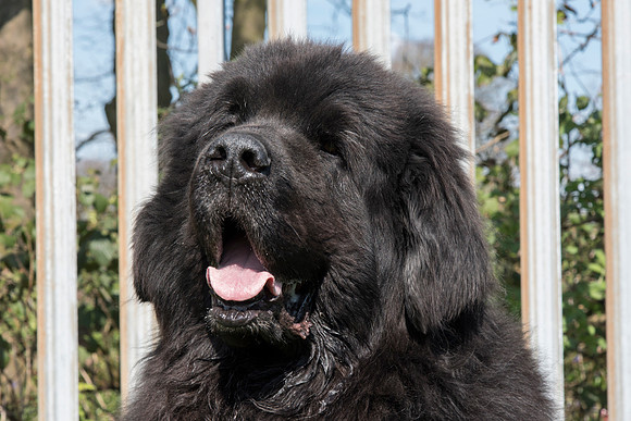 Maximus