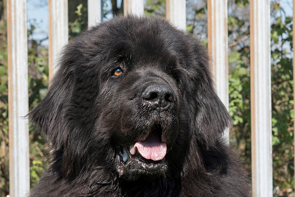 Maximus